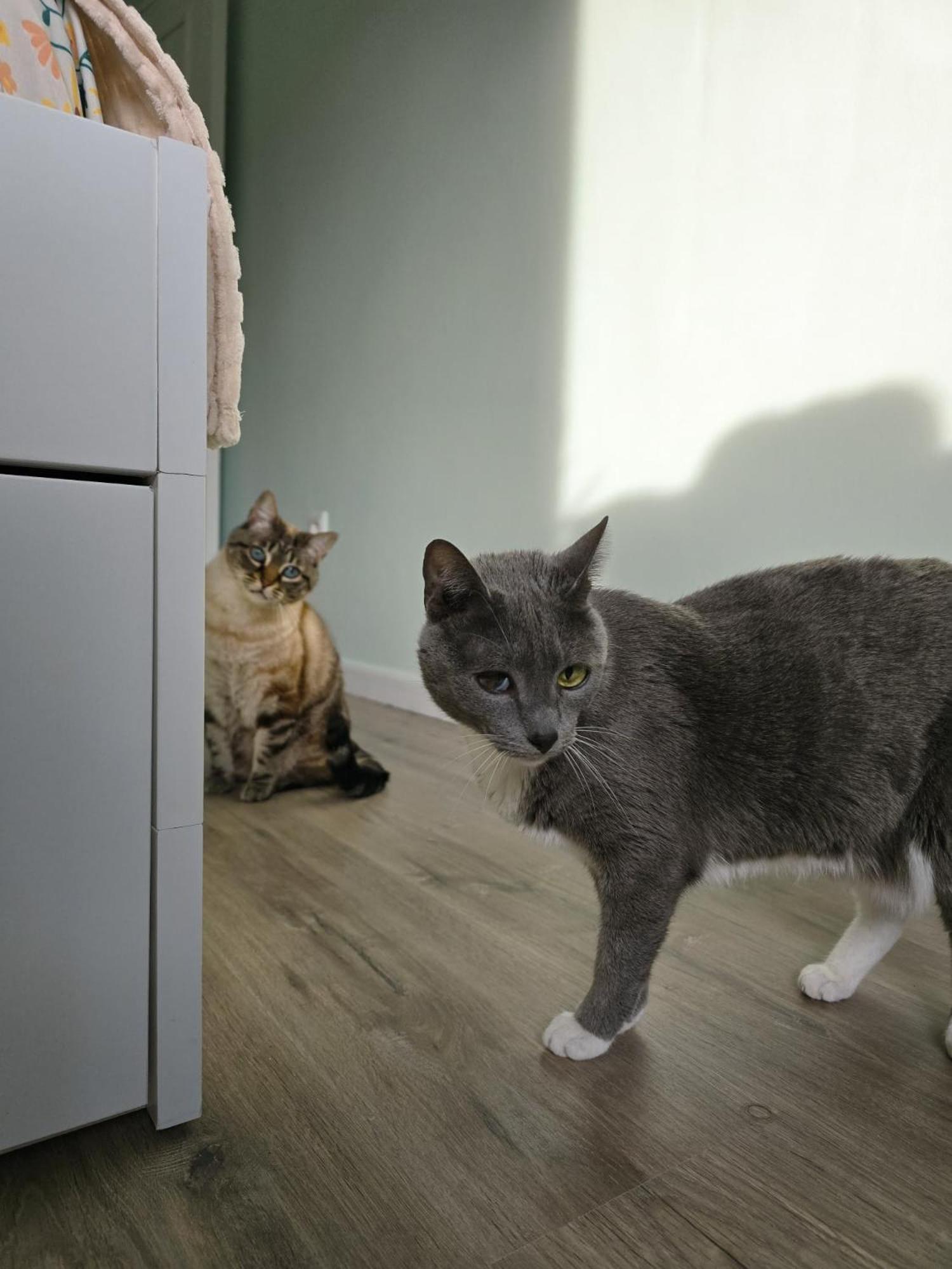 The House Of Cats Apartment Oliveira do Douro  Luaran gambar