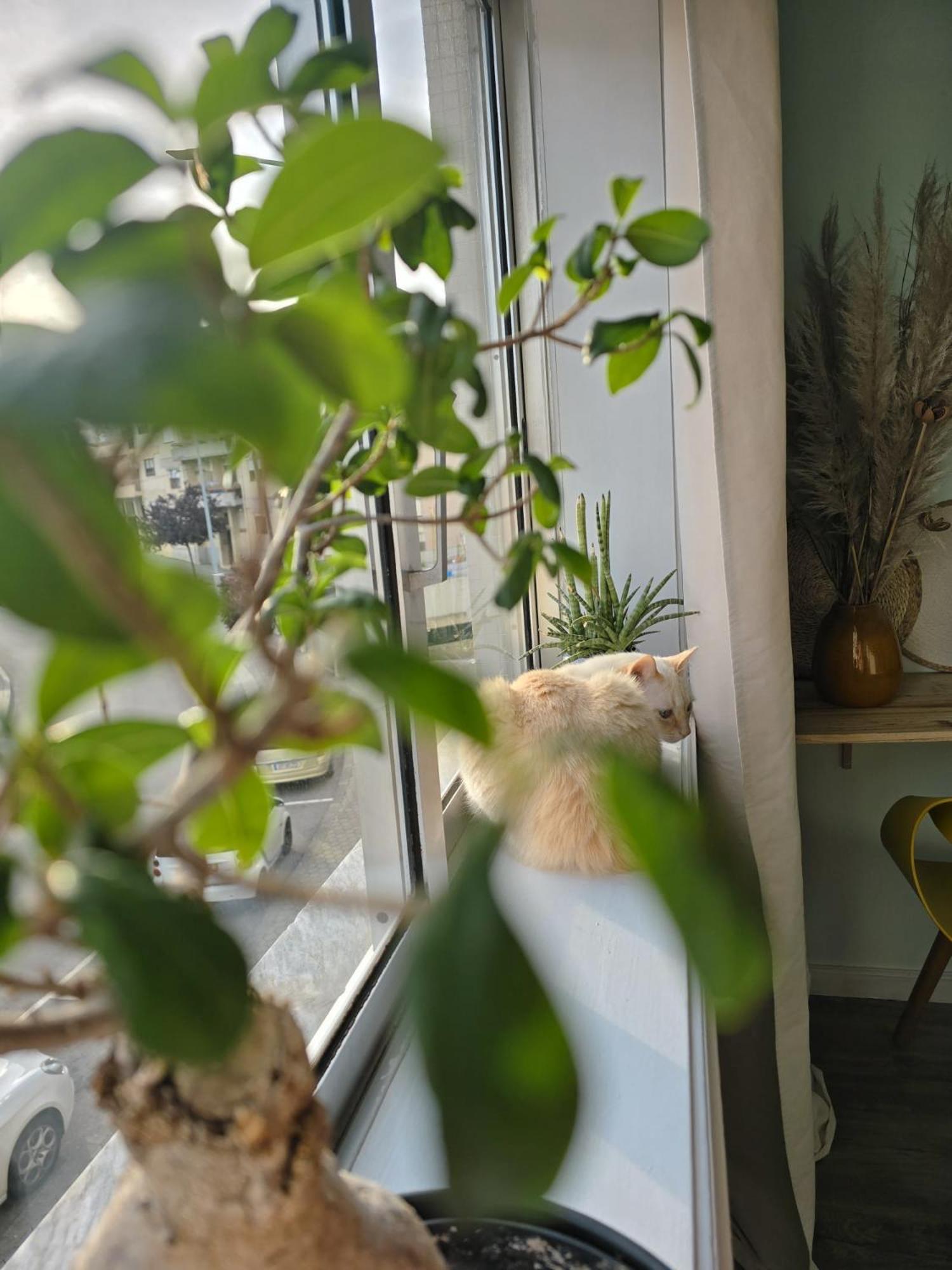 The House Of Cats Apartment Oliveira do Douro  Luaran gambar